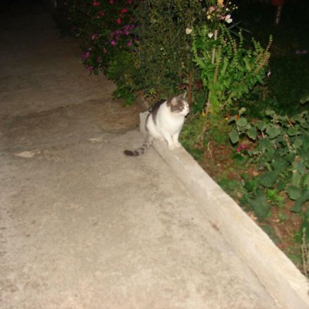 Filip 2 Ξενοδοχείο Biograd Na Moru Εξωτερικό φωτογραφία